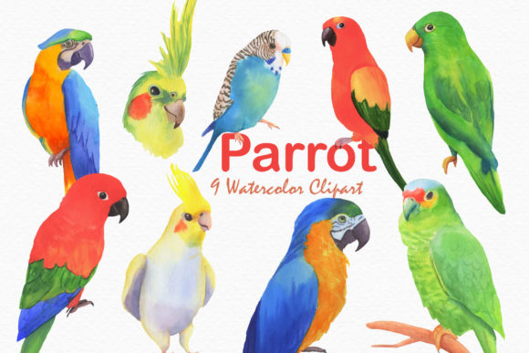 Parrot Clipart Watercolor Illustrations
