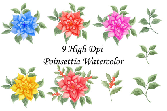 Poinsettia Watercolor Floral NiceClipart Illustrations