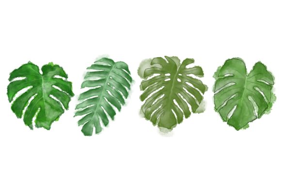 Set of Watercolor Tropical Plants Leaves Illustrations