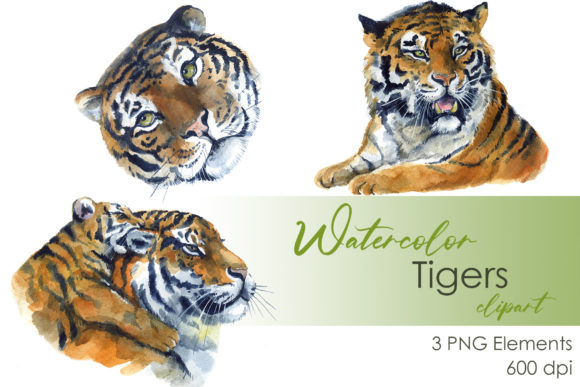 Watercolor Cute Tiger Clipart. Cat Png