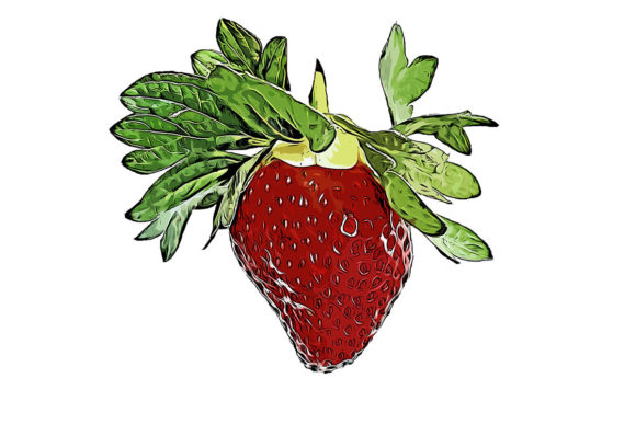 Watercolor Strawberry Drawing for Illustrations