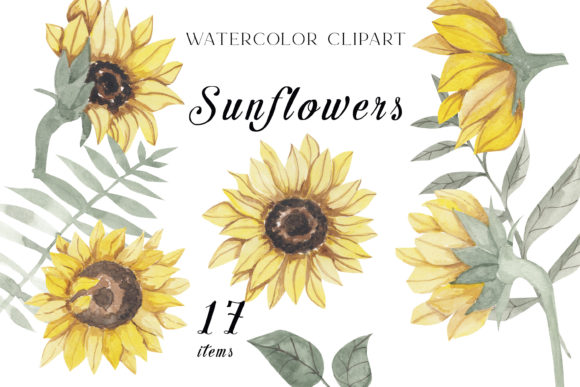 Watercolor Sunflowers Clipart Png Illustrations