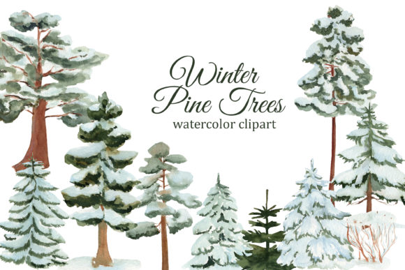 Winter Pine Trees Watercolor Clipart and Illustrations